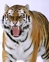 tigr-harakter